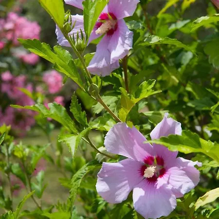 בית נופש Family With Garden & Bbq Velonádes